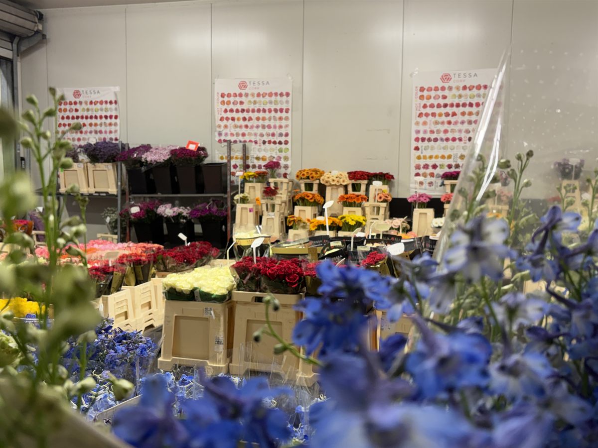 Frische Schnittblumen mit Preisen im Großmarkt